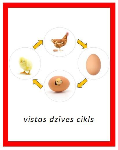 Vistas dzīves cikls